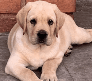 Buster Buster a golden Labrador puppy laid down.