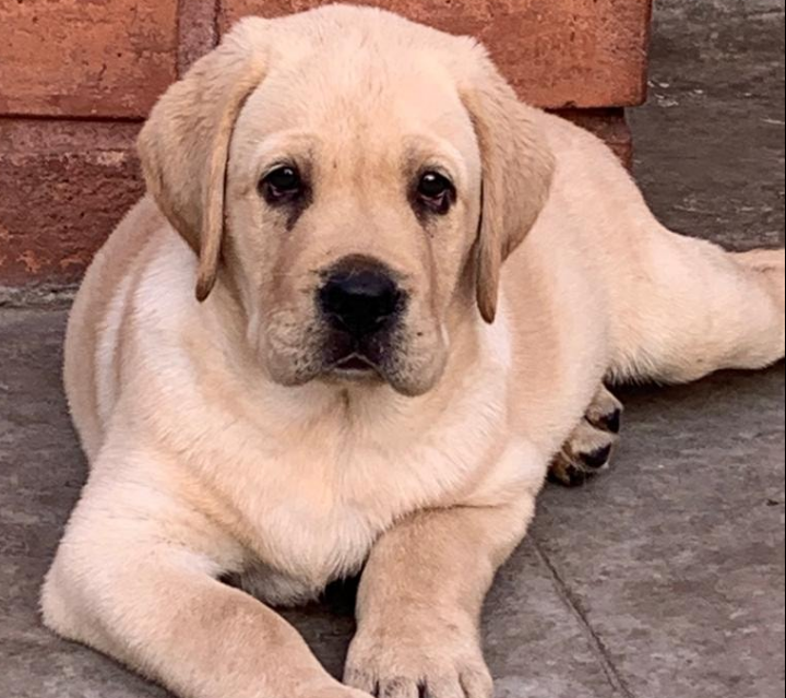 Buster a golden Labrador puppy laid down.